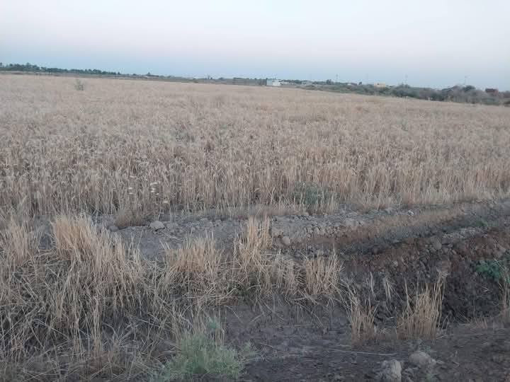 السلام عليكم ارض زراعيه مساحه ٣٠ دونم طابو سند ٢٥ تربه جيده جدا كهرباء اساله وجه شارع ١٢١ متر نهر خاص من دجله ماطورها وحدها تبعد عن دجله ٥٠٠ متر تبعد عن مركز المدينه ١٠ دقايق المكان  سعر الدونم ١٤ مليون وبيها مجال ***********
