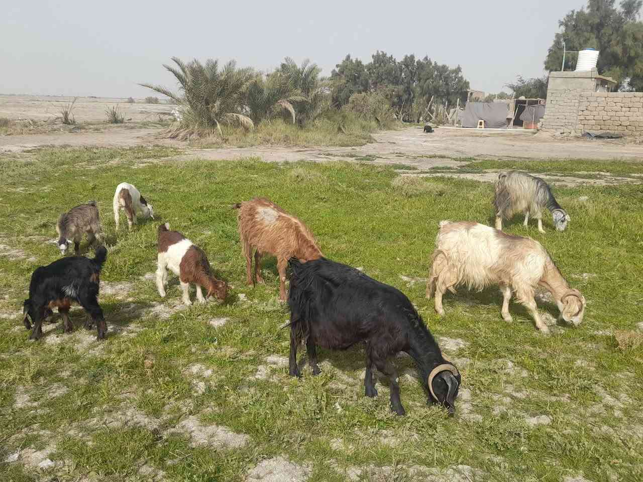 يالله
السلام عليكم للبيع صخول مطافيل عدد ٤ 

العشمه ورجينه ثاني بطن ورها بهمه 

السوده والبيضه متوسطات وراهن تيس وبهمه

الاحمره ضروسه حاكات شويه  وبيه ضعف ورها بهمه

صخول مشروطه سن وشطر وصحه بناتها كبار سعر شلع ٩٥٠ وبيهن مجال اذا تفريد ع ٢٥٠ الوحده 

لا يوجد توصيل ***********مكان سماوه قضاء الهلال
