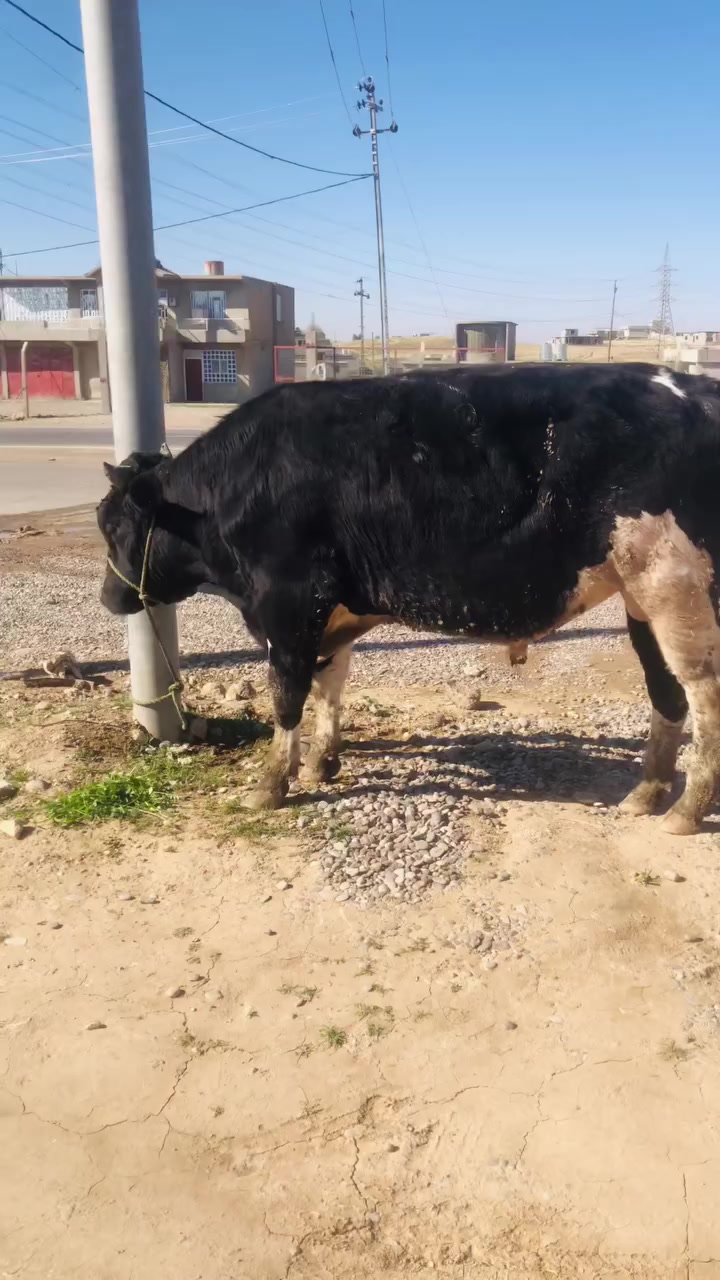 انتباه انتباه ان شاءالله  نذبح هذا الحولي بعد صلاة الظهر و البيع نقد!!🧇🦬🥩🔥
‎  وفرنالكم هذا الحولي  لحم عراقي راقي بتاريخ 2026/2/23 الاثنين لحم عراقي شرط مال الديرة العنوان قرية النعناعة الشارع العام مقابل ساحة عبدالكريم للتواصل و الاتصال ع الارقام 
***********
 ***********
بادارة ساجر القصاب

‎
