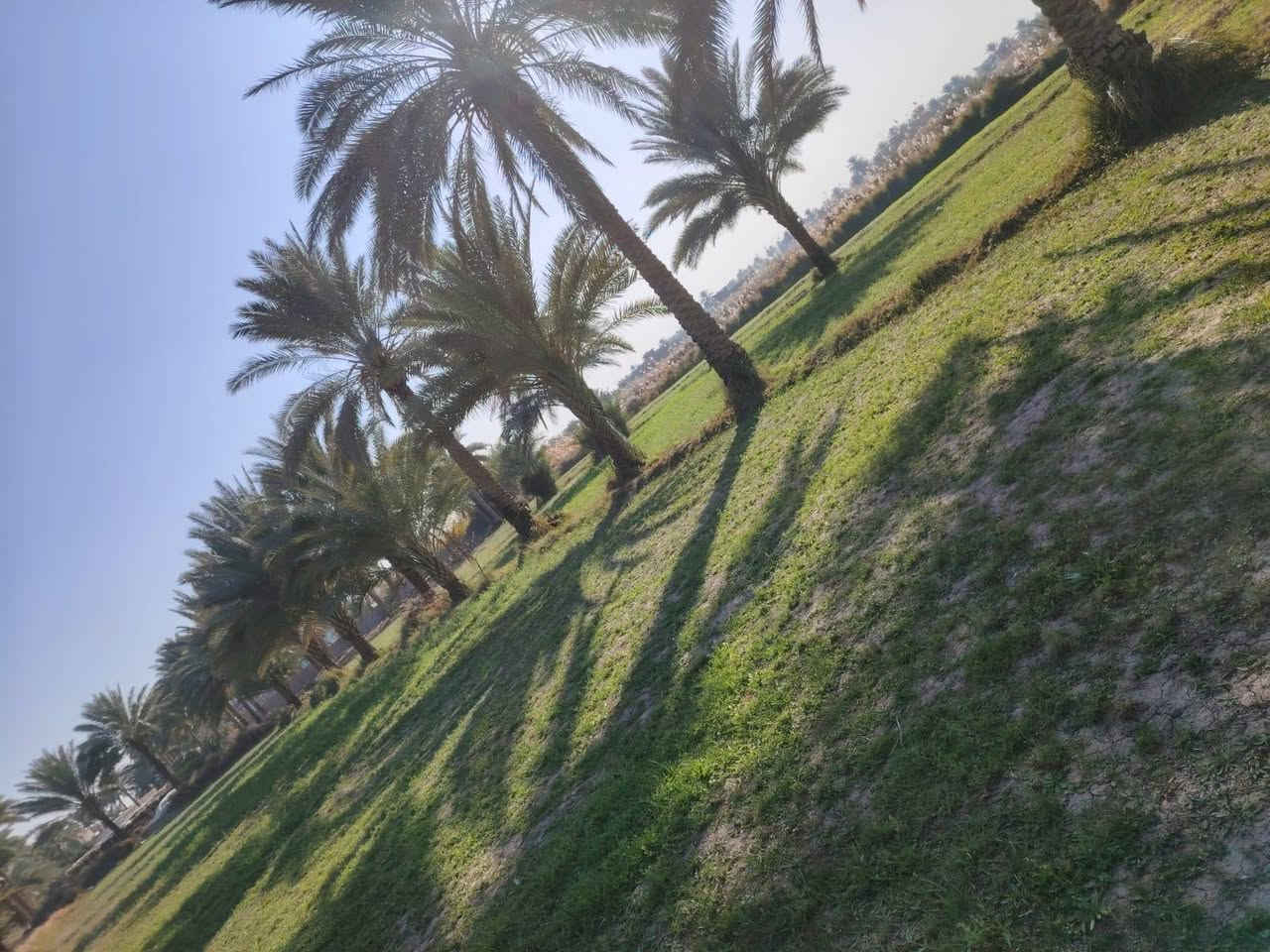 السلام عليكم
دونم ونص للبيع طابو زراعي سند ٢٥ تحويل مباشر باسم المشتري
خلف جامعة بابل تبعد عن شارع حله نجف كليو ونص
ارض حلوه مزروعه مثل ما موضحه أمامكم
للإتصال والاستفسار
***********

***********
