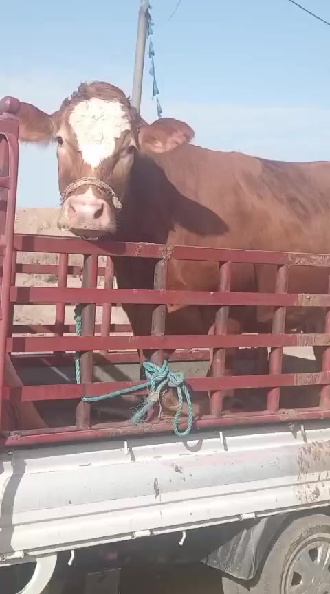 للبيع واتساب ***********عشار ٧تشهر ***********تفاصيل داخل لفيديومكان بغداد توصيل الاتفاق
