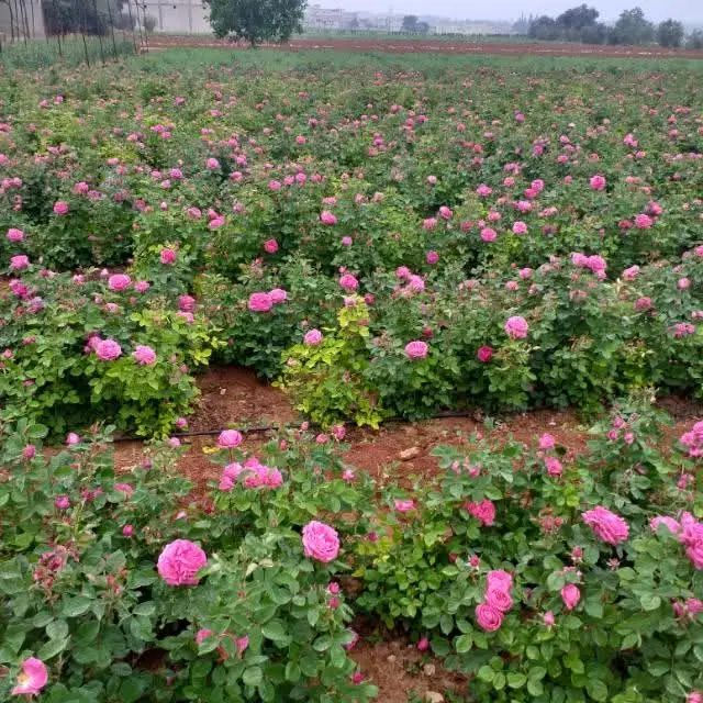 السلام عليكم 🌸
متوفر في مشتل البغدادي أجمل أنواع الشتلات 🌱
(نباتات زينة – أشجار – ورود )
أسعار مناسبة وجودة عالية 🌿
التوصيل متوفر داخل النجف فقط 

للطلب والاستفسار راسلونا خاص �


**إذا كنت صاحب هذا الإعلان وتريد حذفه لأي سبب، رجاءا أرسل رسالة إلى الدعم الفني**