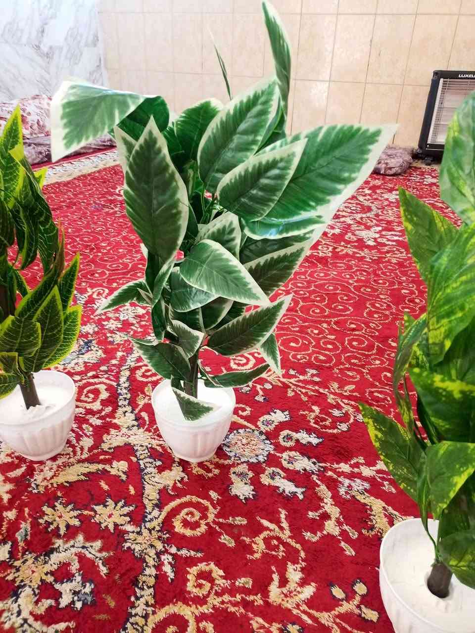 ،،،،،،،،،،،،،،، مشتل الجمعيه..................
لكثره طلب الزبائن توفر وجبه جديده من الزرع الصناعي
ارتفاع 70 سم السعر 8000....2ب...15000
الدجيل الجمعيه خلف الدفاع المدني 
للاستفسار *********** واتساب مازنجر 
توجد لدينا خدمه توصيل داخل الدجيل 💯
