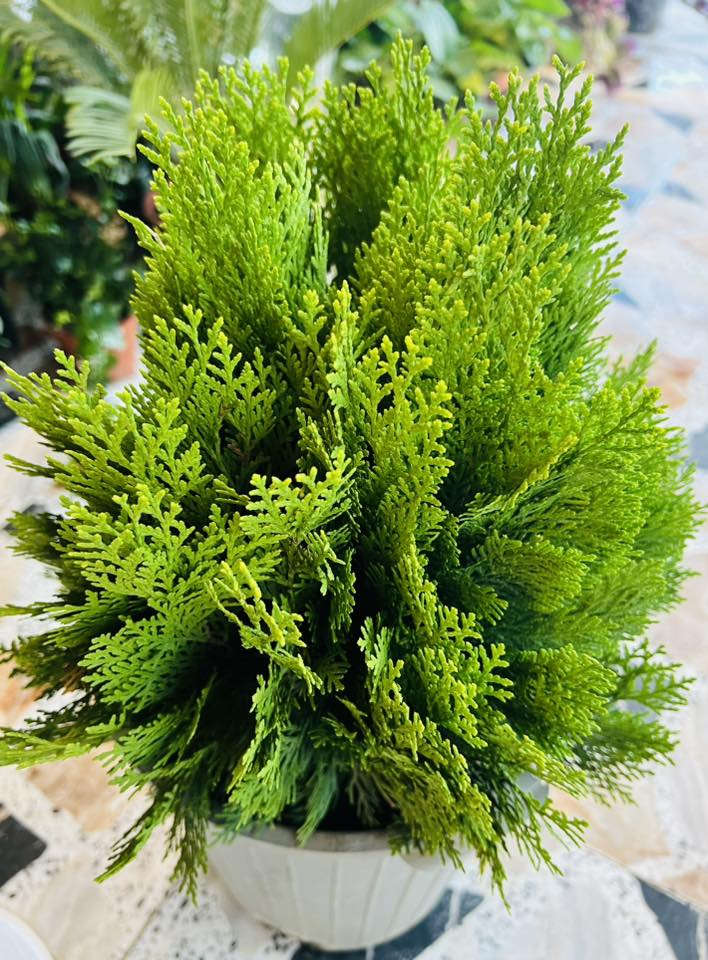 علىً بركة الله 

يعلن مشتل تل الورد 🌹🌹🌹
بادارة قصي السلطاني 🌺
عن وصولة وجبة جديدة من الظليات 
كما موضح بالصور ادناه 
وباسعار مناسبة 
كل ماعليك زيارة مشتل تل الورد 🌹🌹🌹
العنوان بابل المدحتية شارع ربيانه  قرب المركز الصحي 
مقابل مدرسة المجتبى الابتدائيه 

للاستفسار فقط وات ساب ع الرقم ***********
توجد خدمة توصيل فقط بابل 🚕
واهلا وسهلا🥀🥀
