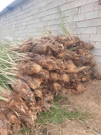 فسائل نخيل • درجة أولى • قلعة صالح