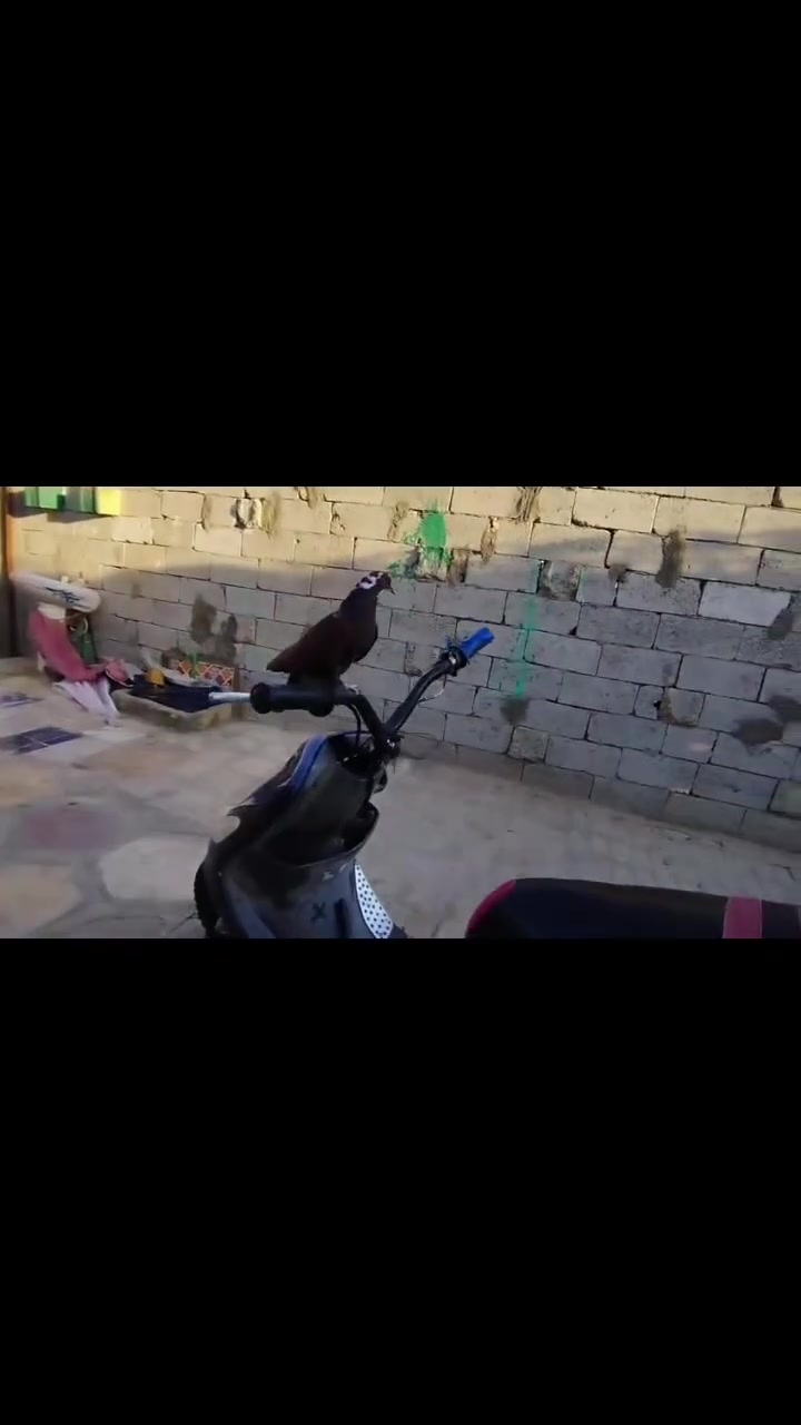 سلام عليكم ماكس منغولي دراجه كفاله مكينه تجفيت مرا وحده اصلي جديد تشك لكاع كلجاته جدد هندر واحد تشتغل عليهه  صالنصه FMدراجه مرتبه قفل قفل260مكاني شافعيه ديوانيه ماعاجبك اعبره


**إذا كنت صاحب هذا الإعلان وتريد حذفه لأي سبب، رجاءا أرسل رسالة إلى الدعم الفني**