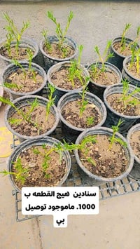 ورد الصباح • عراقي • ناصريه مركز
