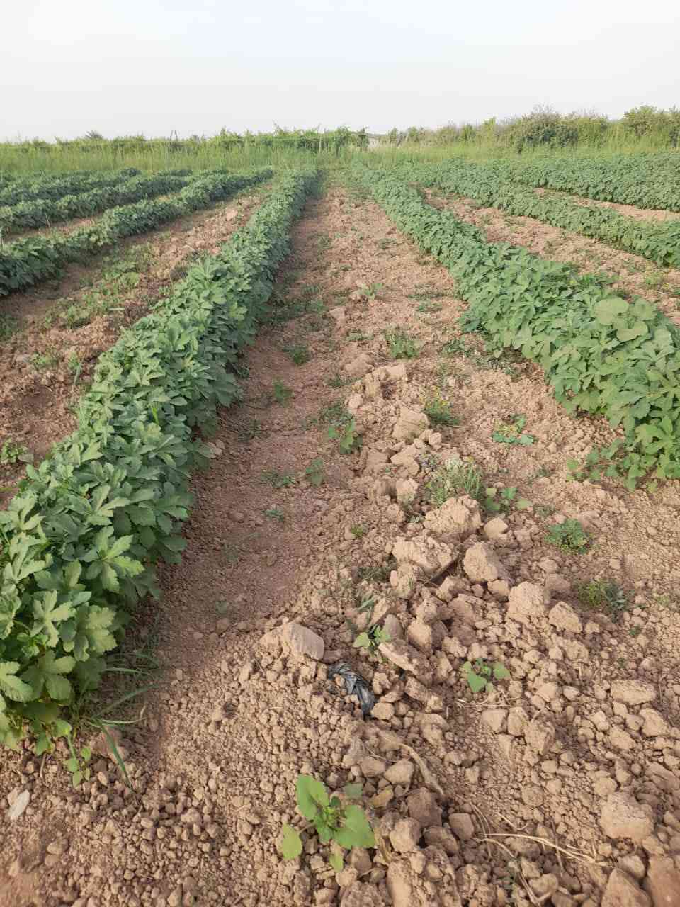 السلام عليكم يوجد بذور لبيع نفس بل صوره ***********
