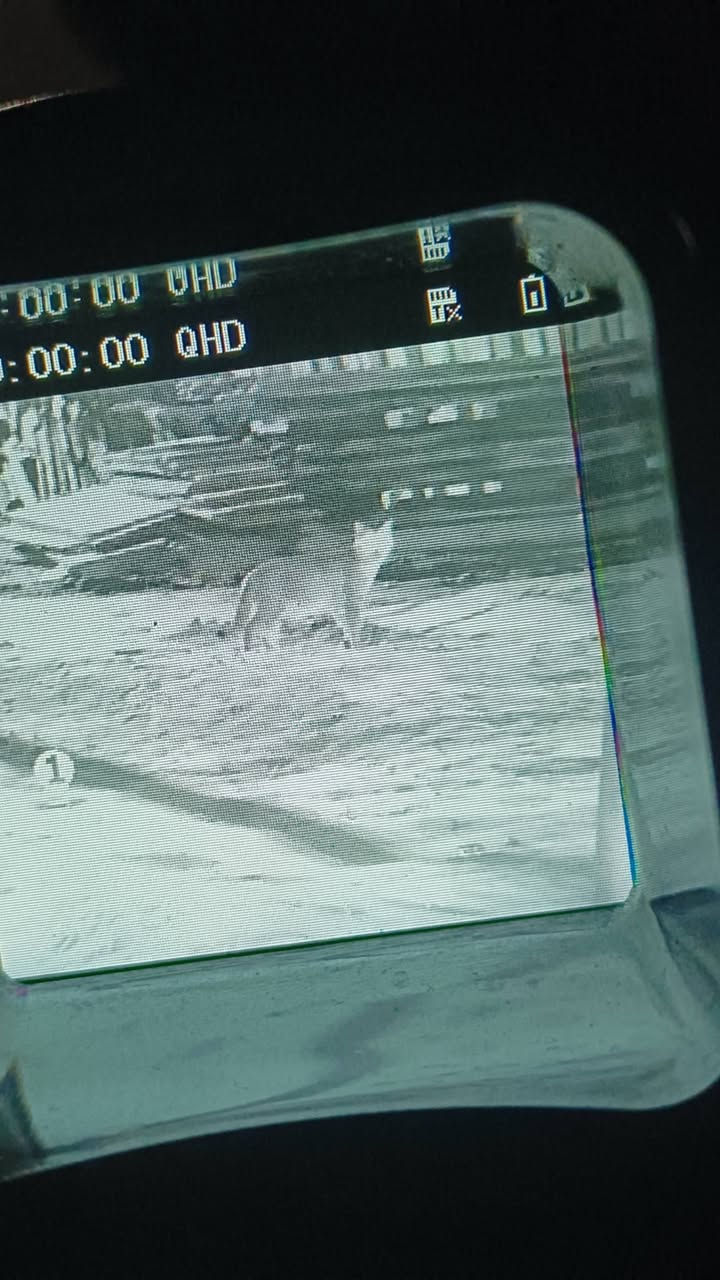 ناضور ليلي بهل شكل  سعر 30 تفاصيل خاص ***********
