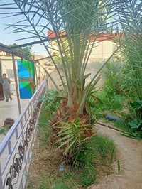 قلع فسايل تكريب نخل اتصل 07704610538