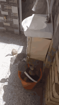 حي النصر مربع الاول • بيت للايجار • ١٠٠م