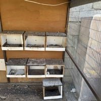 كشوانيات • ٦ قطع • تكريت