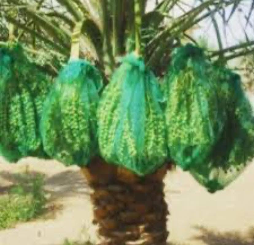 متوفر للبيع أكياس النخيل  السعر 500دينار 🌴🌴🌴🌴🌴🌴🌴🌴العنوان الانبار راوه الجديده آخر شارع بيت علي حماد محمد وعدنا توصيل راوه عانه القائم حديثه الرمادي الفلوجه بغداد العامريه وحي الجامعه واليرموك والمنصور التوصيل حسب المكان واليجي يختار حيا الله


**إذا كنت صاحب هذا الإعلان وتريد حذفه لأي سبب، رجاءا أرسل رسالة إلى الدعم الفني**