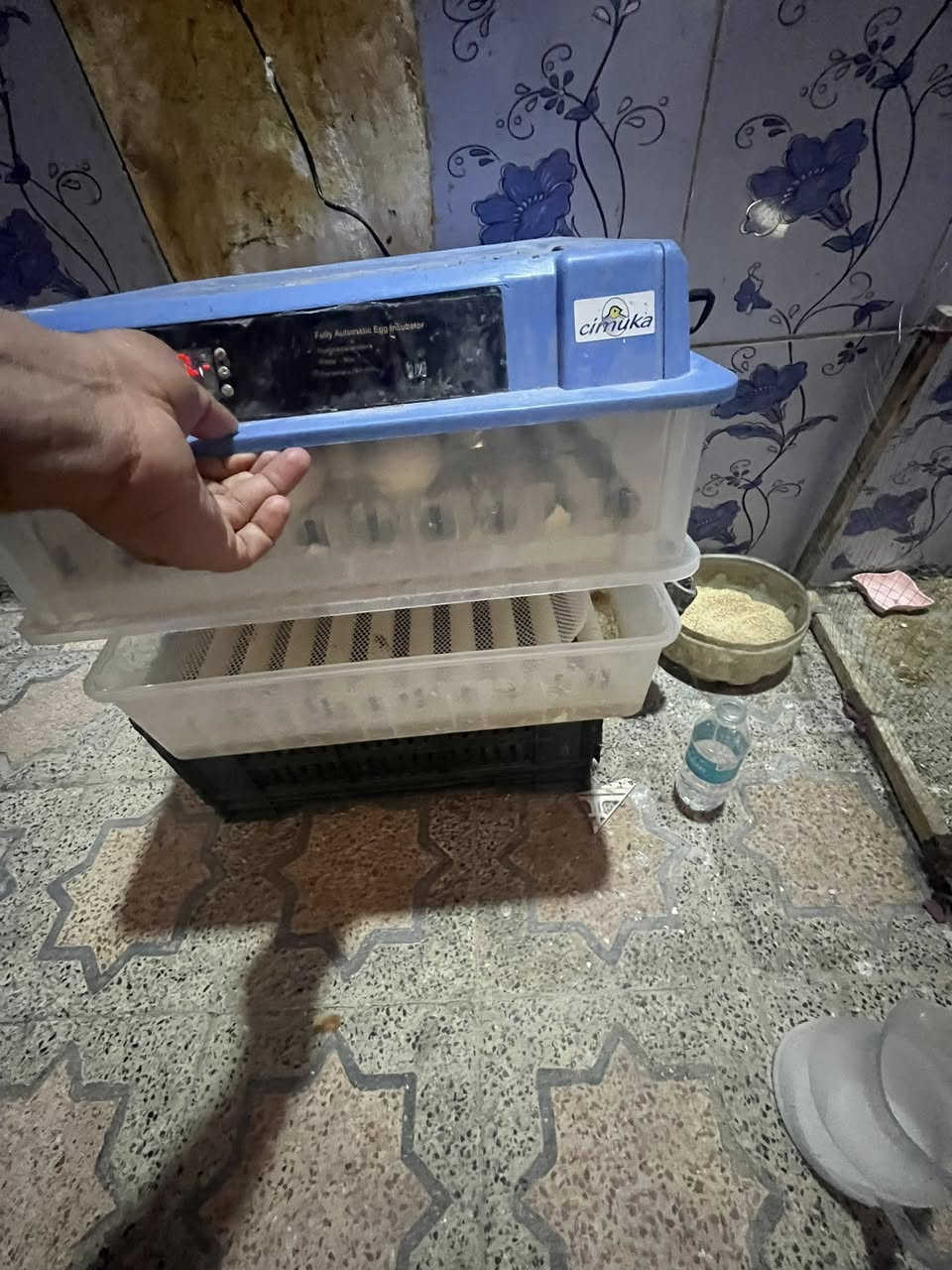 متاح نثايه ثنين وحده بياضه كوبرا و ٥ مخاليف  العدد( ٧ )السعر  ١٥٠.         فقاسه فول وتماتيك تشيل ٢٣٠ بيضه.  سعر الفقاسه ١٧٥.  المكان قضاء #الجبايش. ***********
