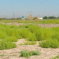 قرب الإمام الحمزه • طابو زراعي • ٢٠٠م