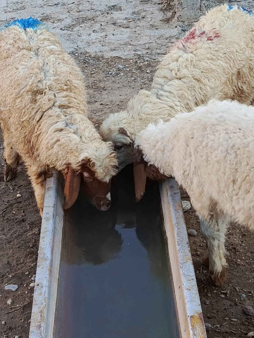 يوجد طليان وفطايم درجه اولى العدد 14 ناصحات شرط نصاحه يرهمن ربط ويرهمن ذبح سعر الواحد 160 الف قفل 🔒 بدون عمله العنوان بيجي رقم الهاتف ***********..... ‏‪***********‬‏
