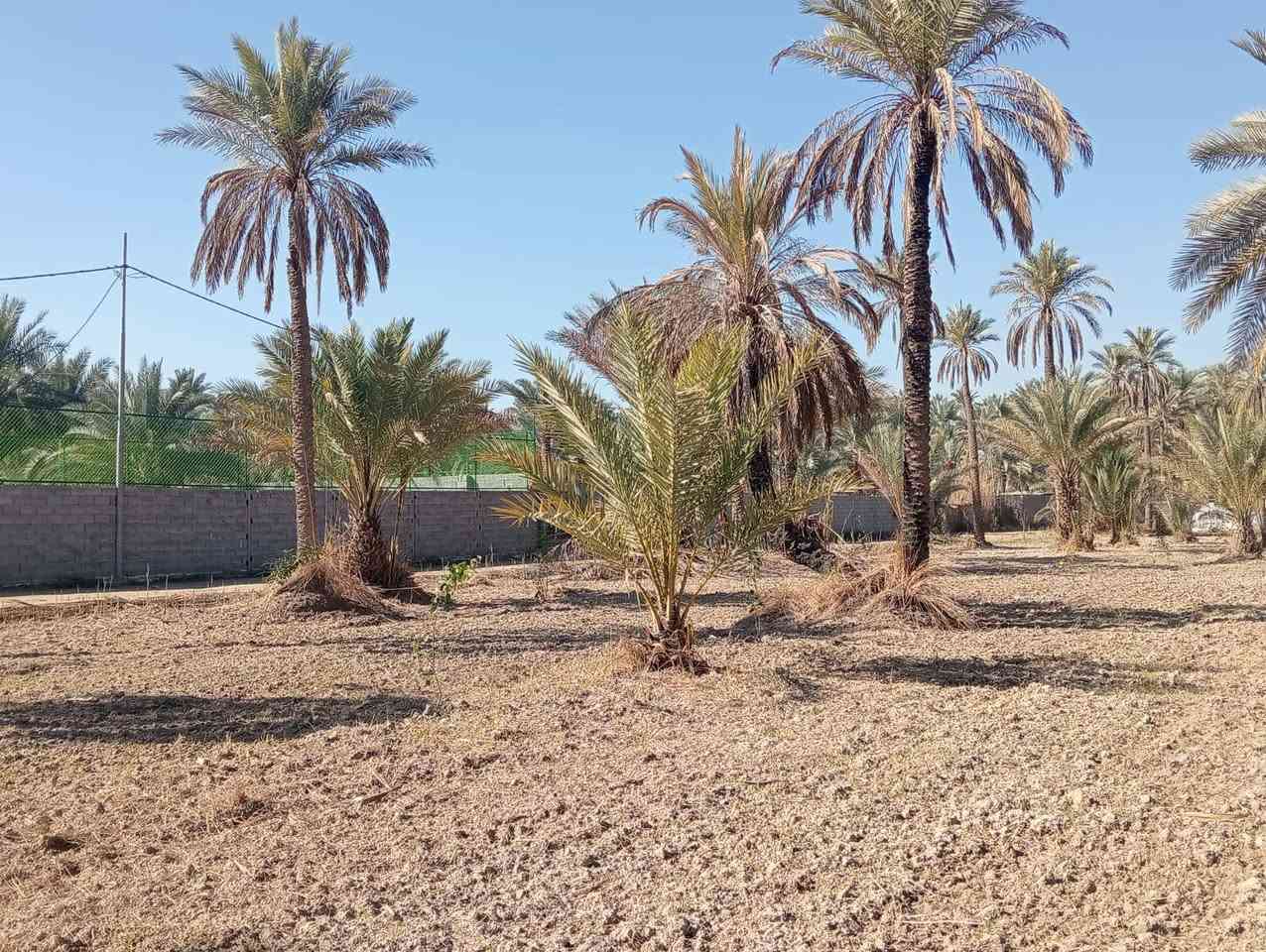 السلام عليكم ورحمة الله وبركاته...
اللهم صل على محمد وآل محمد...🏠🏠#موقع_مميز_جدا

♦️أرض زراعية للبيع طابو زراعي سند ٢٥ المساحة ٢٥٠٠ م٢ دونم واحد تحويل سند مباشر بأسم المشتري ..
♦️تصلح ان تكون مكان استراحة جميل او سكن او استثمار ..

♦️ الارض مسيجة وتحتوي على بعض النخيل والاشجار .

♦️ خدمات كاملة ماء وكهرباء وتبليط قريب جدا من الموقع ..

♦️تقع في كربلاء الحسينية منطقة ام ماشه  ..

♦️السعر المطلوب ١٩٠ مليون والتفاوض مع صاحبها المباشر..

♦️للاستفسار مراجعة مكتب عقارات الريتاج في كربلاء الحسينية حي الرسول خلف الدفاع المدني مقابل مجمع الانباري
  أبو ريتاج ألاماره ***********/ ***********
   صباح العبيدي    ***********/***********
ملاحظة الاتفاق يكون مع صاحب العقار مباشرة بدون وسيط.
