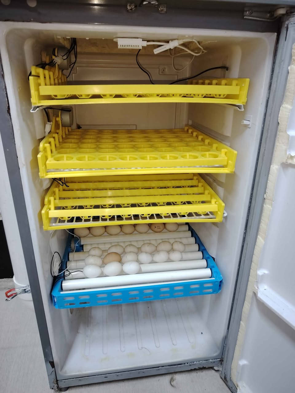 السلام عليكم فقاسه فول اوتوماتيك نضام الدكت الخارجي متحكم RZ الاصلي تسع أكثر من 200 بيضه اربع قلابات ا 3 بيض دجاج و واحد يصلح لبيض البط فقاسه حلوه وضبوطه ما ناقصه شي السعر 300 أوبيه مجال العنوان البصره القبله حي القائم قرب مدارس العليم الهليه *********** البصرة, العراق
