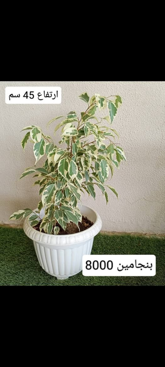 السلام عليكم نباتات زينة طبيعية، توصيل الف دينار، للطلب يرجى مراسلة الصفحة


**إذا كنت صاحب هذا الإعلان وتريد حذفه لأي سبب، رجاءا أرسل رسالة إلى الدعم الفني**