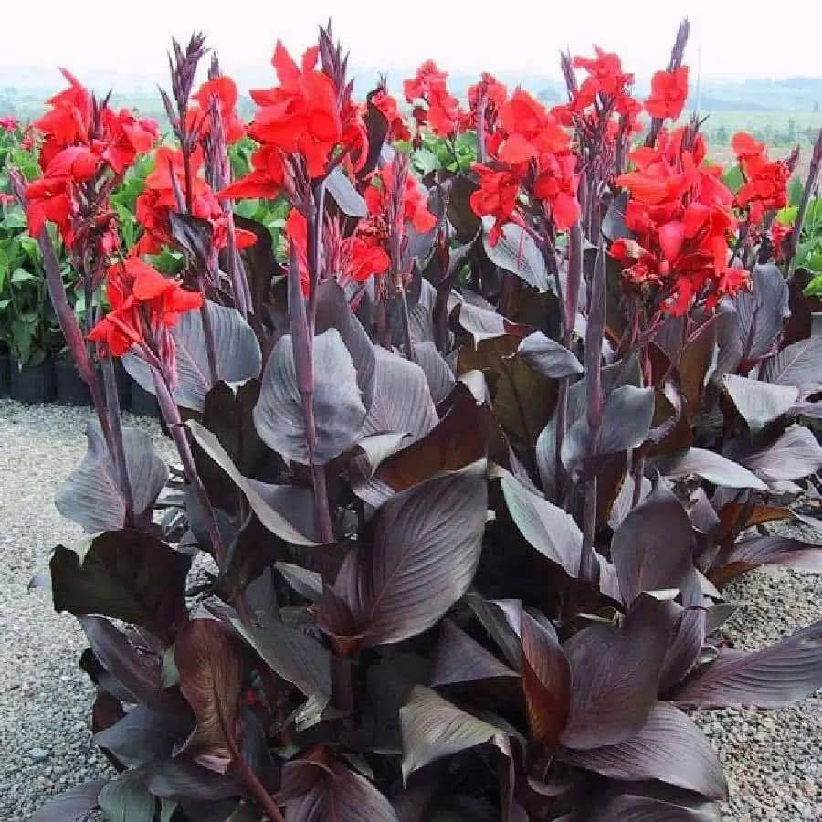 🌺 نبات #الكانا بالعامية (ورد الموز الكاذب )

الكانا نبات زينة استوائي مشهور بأوراقه العريضة وأزهاره الملونة الجميلة، ويتميز بسرعة نموه وتحمله لحرارة الصيف لذلك ينجح جدًا بجميع الحدائق بالعراق ✨

☀️ #الظروف_المناسبة• محب للشمس المباشرة 5–6 ساعات يوميًا• يتحمل حرارة الصيف بشكل ممتاز• يحتاج ري منتظم مع تجنب التغريق• يفضل تربة خفيفةك جيدة التصريف وغنية بالمواد العضوية

🌸 #العناية_به• إزالة الأزهار الذابلة تشجع التزهير المستمر• تسميد NPK أو سماد عضوي كل 20 يوم• تنظيف الأوراق الصفراء أو المحروقة باستمرار

🌱 #تكاثرهأفضل طريقة هي تقسيم الريزومات (الجذور الأرضية) من بداية الربيع حتى بداية الصيف، ويمكن أيضًا إكثاره بالبذور لكن بطئ النمو جداً .

🌿 #مشاكل_شائعة

• اصفرار الأوراق: بسبب العطش أو نقص التسميد • 

• بس احتراق الأطراف: حرارة قوية جدًا مع قلة الري• 

‏•قلة التزهير: بسبب قلة الشمس أو زيادة السماد النيتروجيني •

🌺 #مميزاته•
•سريع النمو
• أزهاره ملفتة وجميلة
• يعطي منظر استوائي فاخر
• مناسب للحدائق والسنادين الكبيرة
• يتحمل أجواء الصيف بشكل ممتاز

#أزهار_ونباتات_أربيل 
#معنا_تعلم_الزراعة_من_الصفر 
#الكانا


**إذا كنت صاحب هذا الإعلان وتريد حذفه لأي سبب، رجاءا أرسل رسالة إلى الدعم الفني**