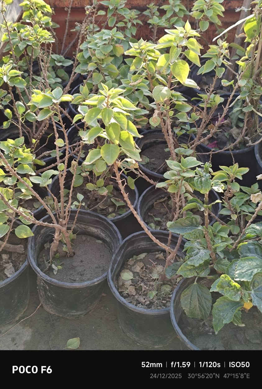 السلام عليكم يوجد جهنمي متسلق و قزمي قضاء المدينة يوجد توصيل داخل القضاء. ***********.
