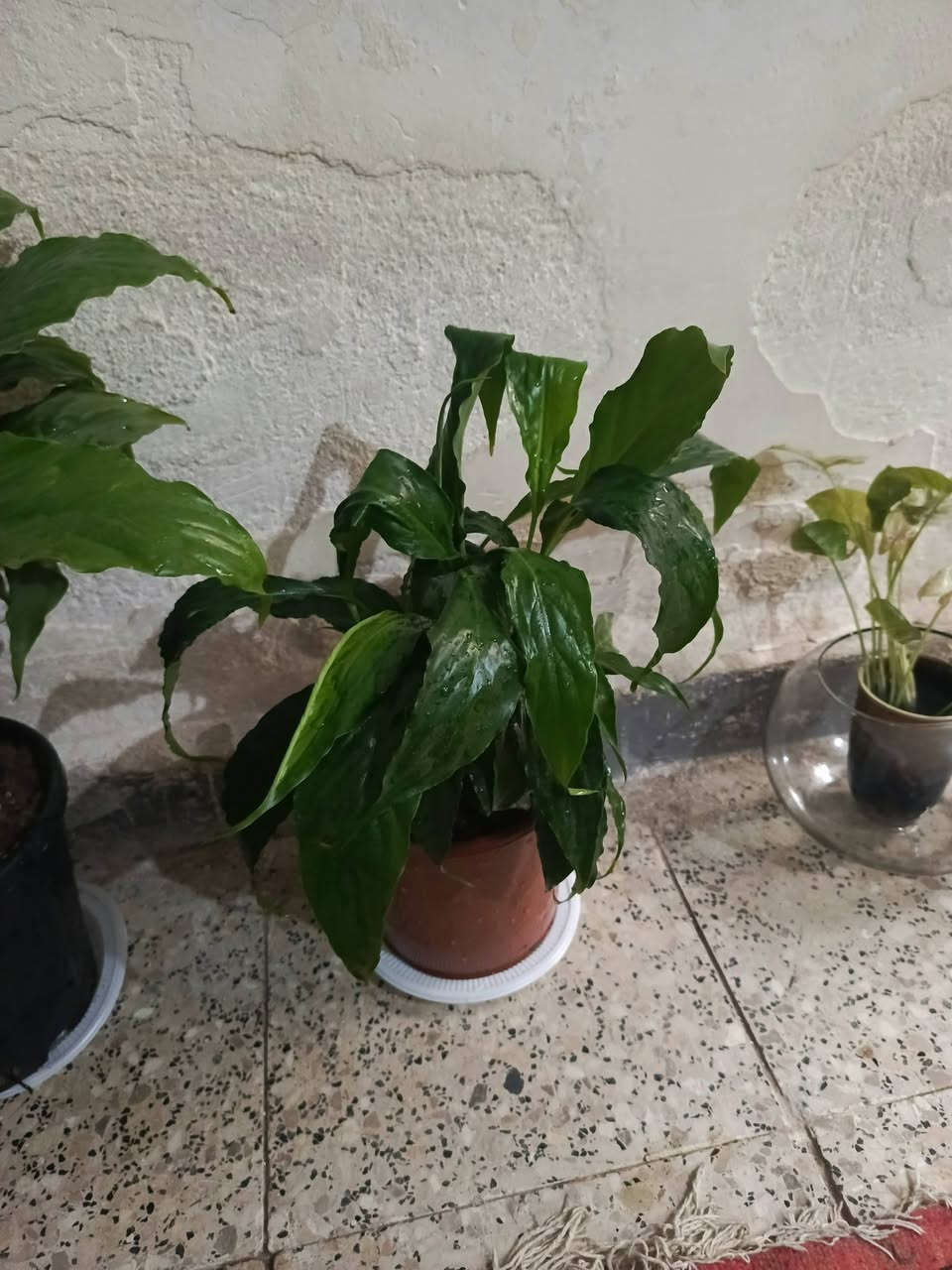 سلام.... توجد خدمه توصيل لجميع المحافظات وداخل كركوك


**إذا كنت صاحب هذا الإعلان وتريد حذفه لأي سبب، رجاءا أرسل رسالة إلى الدعم الفني**