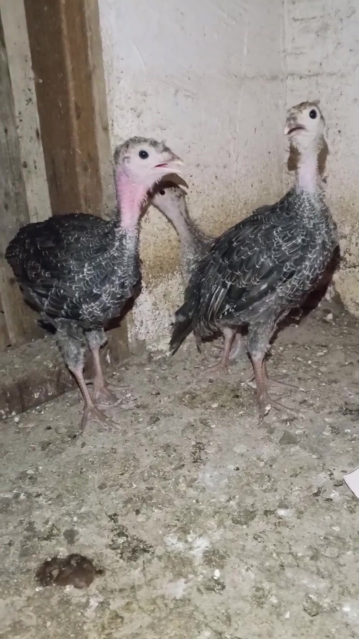 سلام وعليكم صواصي فسيفس للبيع او مراوس ب قاز #الجميع


**إذا كنت صاحب هذا الإعلان وتريد حذفه لأي سبب، رجاءا أرسل رسالة إلى الدعم الفني**