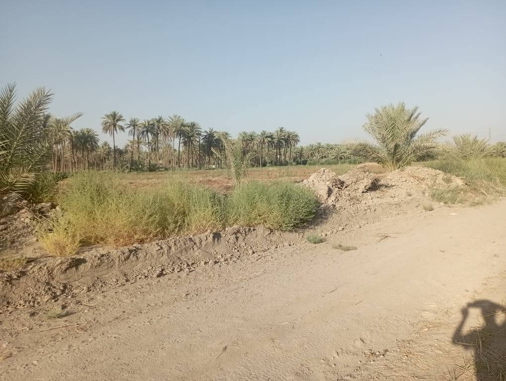 سلام عليكم دونمين سنتر على شط الحله وجدول بابل مكان هادئ وموقع مميز قرب أثار بابل الي يحب يتواصل رقم الهاتف وتساب *********** حلة, بابل
