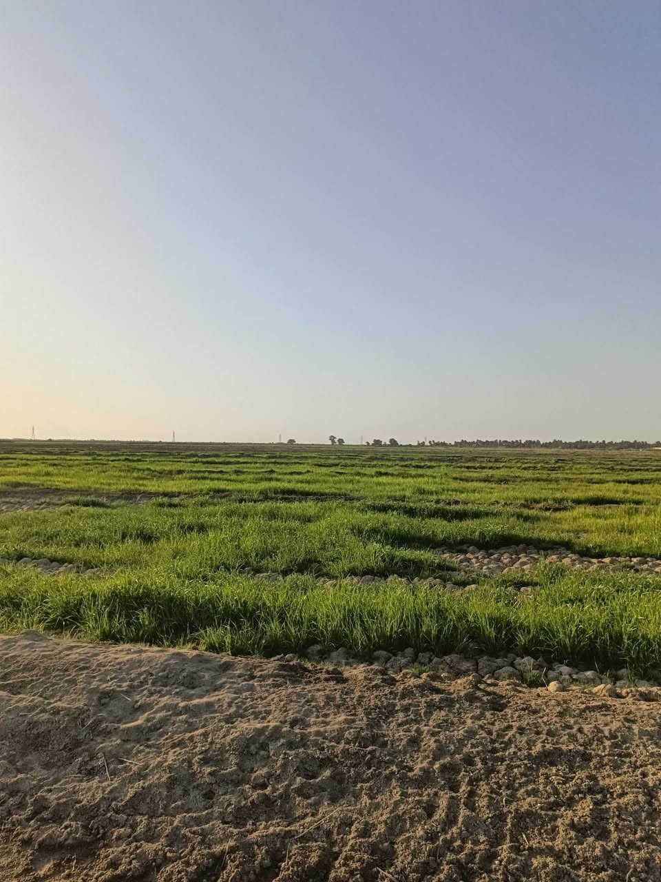 ارض زراعيه للبيع
سديناويه على شط المالح /

بيه نهر رئيسي من الفرات /

المساحه 29 دونم  ***  سعرالدونم (7 $ )ملايين 

*********** **************
