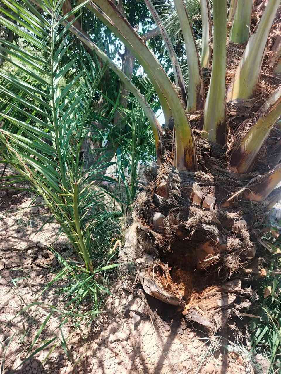 مزرعة للبيع بغداد الراشدية قرية العراكنة تبعد عن ناحية ربع ساعة وعن شارع العام طريق بغداد كركوك كيلو كهرباء ماء سقي ماء اساله تصلح سكن او مزرعة مخدومه واجه 18 نزال 100 مساحة 1800 السعر 130 وبي مجال ***********
