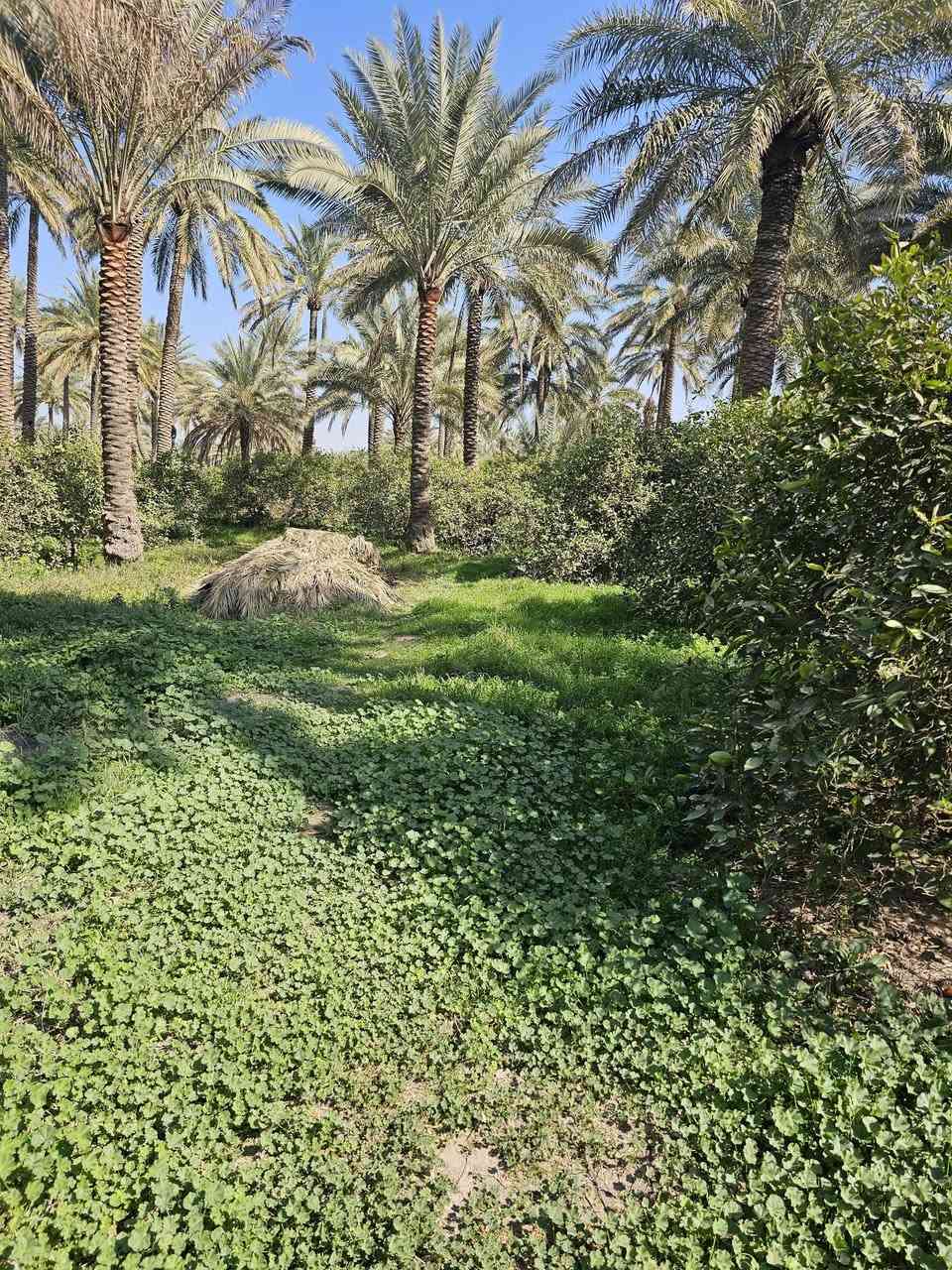 سلام عليكم يوجد بستان برتغال ونخيل طابو صرف اثنين ونص دونم يوجد بي بأر ماي سقي ماطو محافظة اديالى دلي عباس ناحية المنصورية الجبل ؟؟؟ ويوجد بيت مشتمل ويا ؟اني مكلف بل نشر الاستفسار والسعر انتصال علا الرقم ***********
