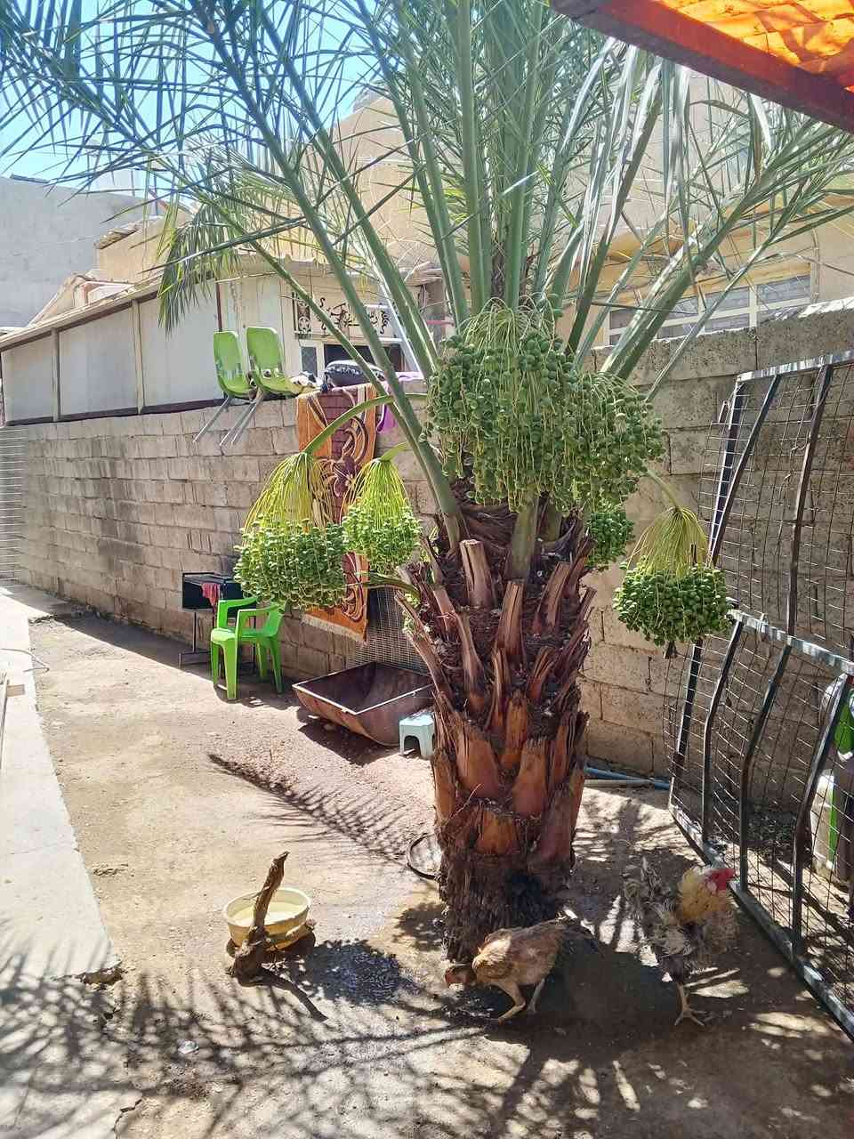 السلام عليكم 
دار للبيع  طابو زراعي سند 25 بأسمي المساحه 320 م الواجهه 20 متر  يتكون من اربع غرف نوم واستقبال كبير وصاله واربع غرف نوم ومطبخ وخدمات كاملة بناء مسلح طابق واحد الموقع ابو دشير قرب معمل الببسي المنطقة كاملة الخدمات ماء كهرباء مجاري عرض الشارع 20 متر السعر 170 للاستفسار اكثر الاتصال على الرقم ***********
