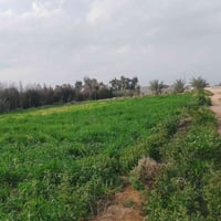 عشر دوانم • شارع الديوك • للضمان