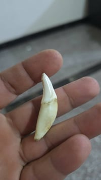 ناب ذئب • أصلي