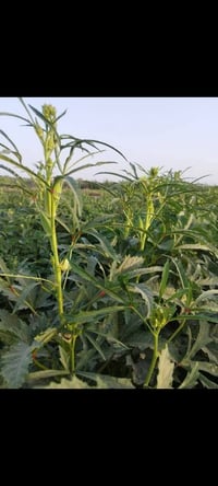 بذور بانيه • مغلف • درجة أولى