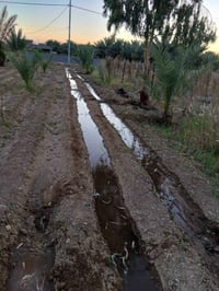 جبيل الغربي • نخل زاهدي ٥٠ • ٢١٠٠م