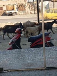 سكنس نثيه نضيفه كلش اشاير لايت عالي وناصي كهربايات كله شغاله هورن كلش ...