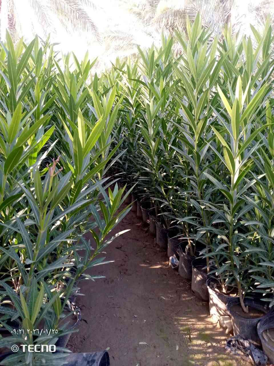 السلام عليكم 
دفله سندان حجم 19 
الفخامه شارع البيارق 
‏‪***********‬‏ متوفر واتساب
