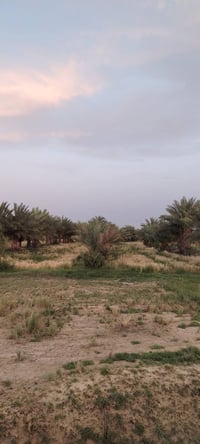 أرض زراعية • ١٨ دونم • ٣٠٠ نخلة