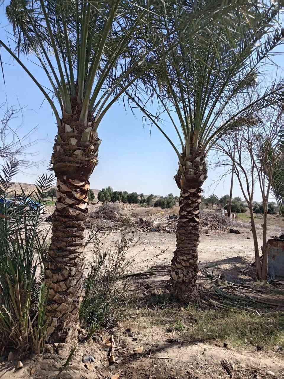 تكريب نخل اسعار مناسب
رقم الهاتف ***********
