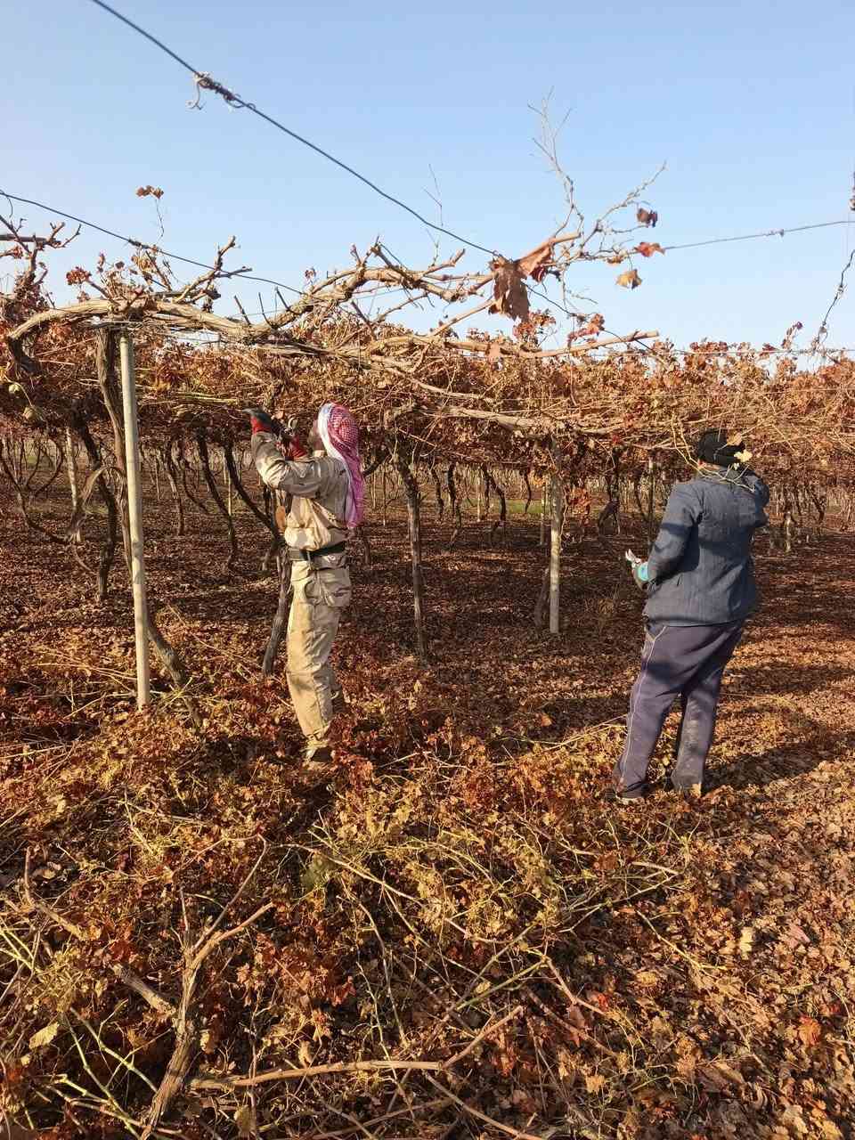 بسم الله ماشاء الله تبارك الرحمن يوجد كادر كص عنب كادر كامل مكمل انته عليك اتصل وتدلل رقم الهاتف  ‏‪***********‬‏
