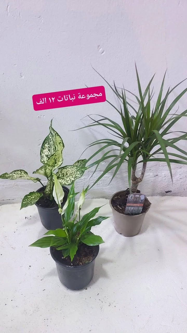نباتات طبيعية للبيع هولنديه يوجد توصيل جميع محافظات


**إذا كنت صاحب هذا الإعلان وتريد حذفه لأي سبب، رجاءا أرسل رسالة إلى الدعم الفني**