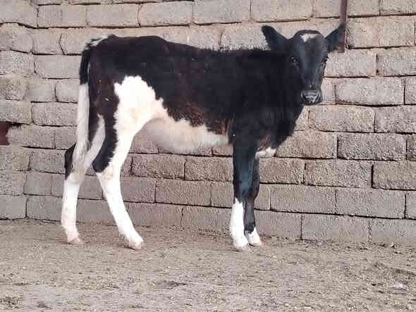 بسم الله ماشاء الله حوليه جنس درجه اولى افريزي الاصلي الاصلي خط اول نصاحه فول تاكل وتشرب شرط المكان الشرقاط الخضرانيه الاتصال على الرقم ***********
