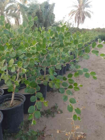 سدر مطعم تفاحي
سندانه 22 الارتفاع من شبر الئ 80سم
عنوان جزيره بغداد السياحيه مقابل البرج 
السعر 3000
جمله فقط 
***********
***********
