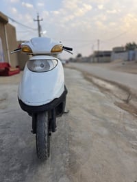 سبيسي ياباني • مكفوله • كوت الحكيم