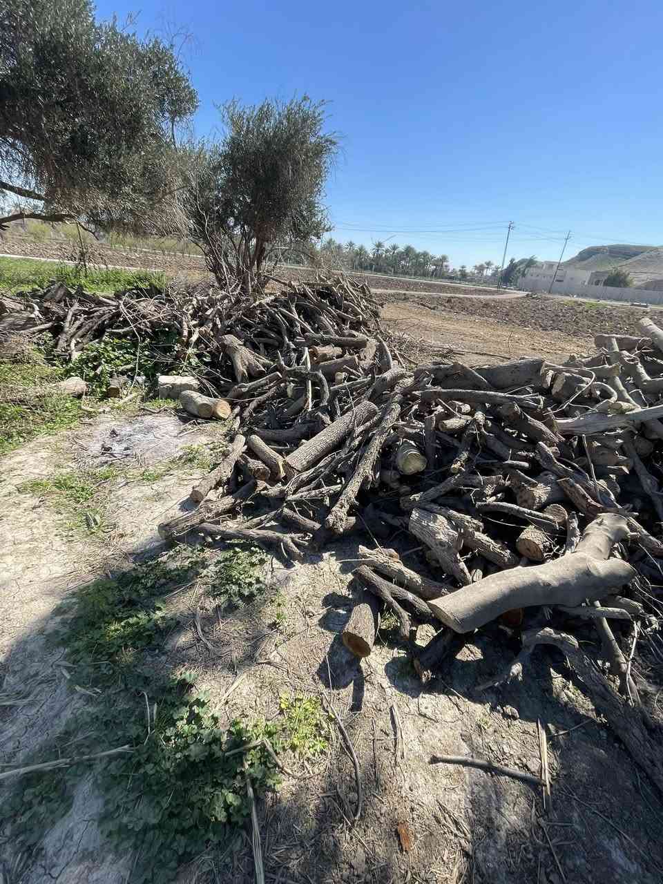 خشب للبيع / الاتصال على الرقم *********** واتساب
