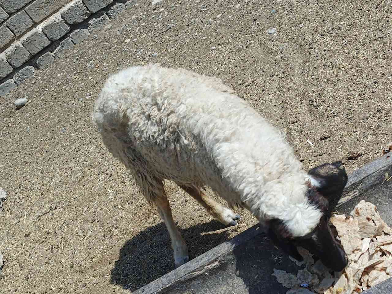 يوجد ورجينه سمين مال ذبح 13كيلو لحم السعر 125الف المكان بيجي حي العصري رقم الهاتف ***********
