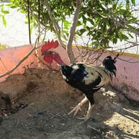 ديج عربي • شوكي • شهربان العسكري