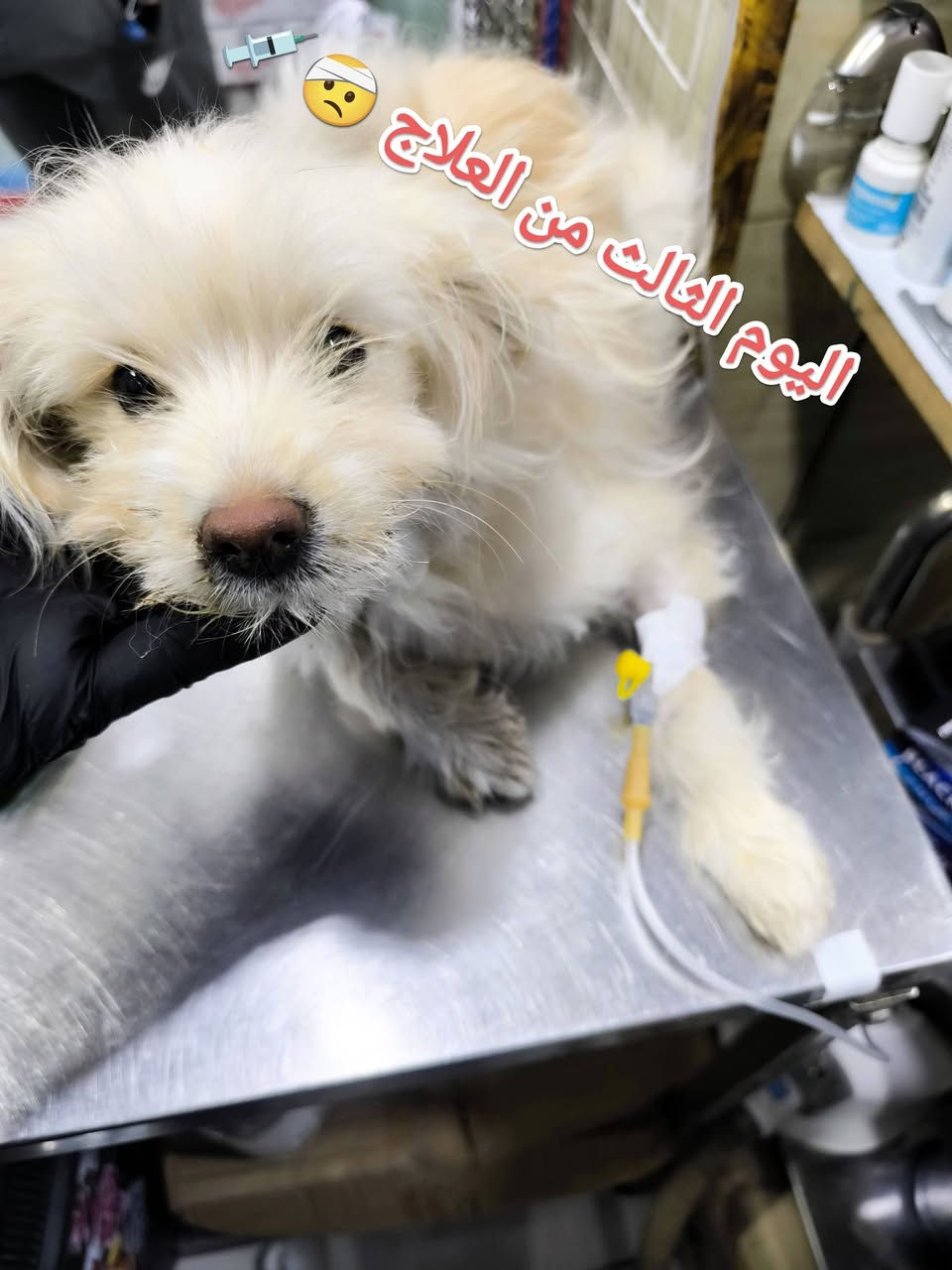 #قبل أيام كان في ضيافتنا كلبه نوع ترير.. جميله...
#لأحد اخوانا الاعزاء 🌺 
يعاني من 
#اسهال شديد 😞
#قيئ مستمر🤮
# فقدان الشهية 🤢 
#خمول 😣
#جفاف شديد 😍
#بعد الفحص والتشخيص 🧑‍⚕️ 🩺 
لوحظ..إصابته .. بالالتهاب الأمعاء ....#نتيجة تعرضها لتغيير في درجات الحرارة ...مما أدى إلى إصابة....#تم إعطاء المحاليل الوردية اللازمة..مع كورس متكامل من #العلاجات.. الخاصة الحاله وبعد مرور عدة أيام والحمد لله تم اكتساب الشفاء التام 😍 🧑‍⚕️ 
العيادة البيطرية City cat clinic 
#جمعية -الشارع الخدمي-قرب اليهوديه مقابل البشير للتمور العالمية من جهة الشارع الخدمي 
#للحجز والاستفسار يرجى مراسله الصفحه او الاتصال على الرقم ***********
#تتوفر خدمه توصيل لجميع المحافظات 🛵
