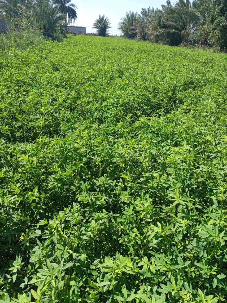 برسيم البيع 3دونم ونص حش قضاء النصر طريق الدوايه
بيع شلع
***********
